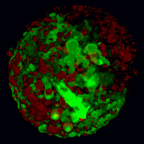 cancer_virus_500px